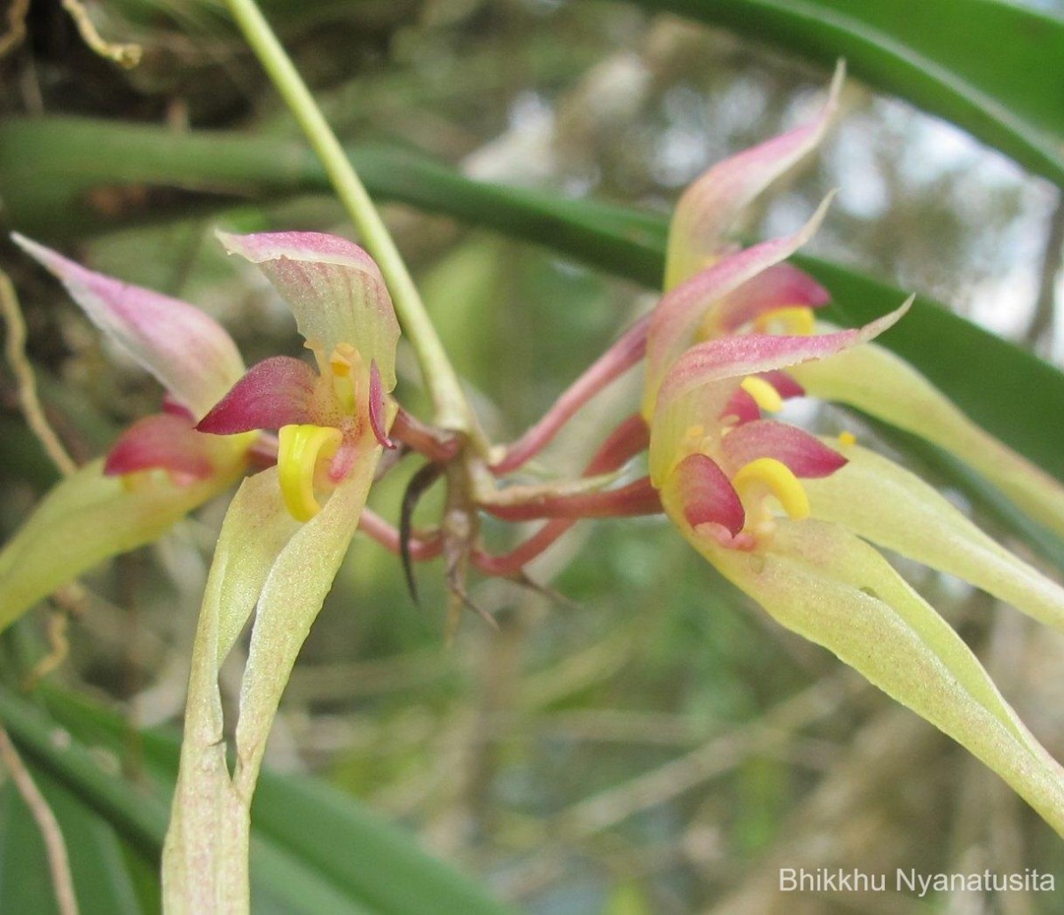 Bulbophyllum macraei (Lindl.) Rchb.f.